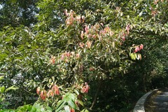 Cinnamomum sulphuratum